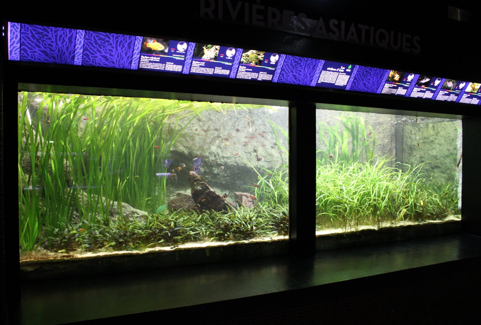 Aquarium with smaller Asian freshwater fishes