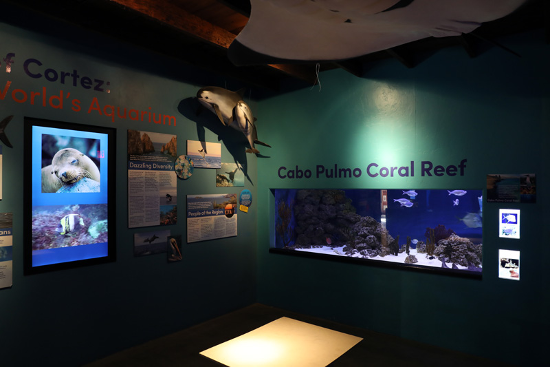 Aquarium with vaquita statues