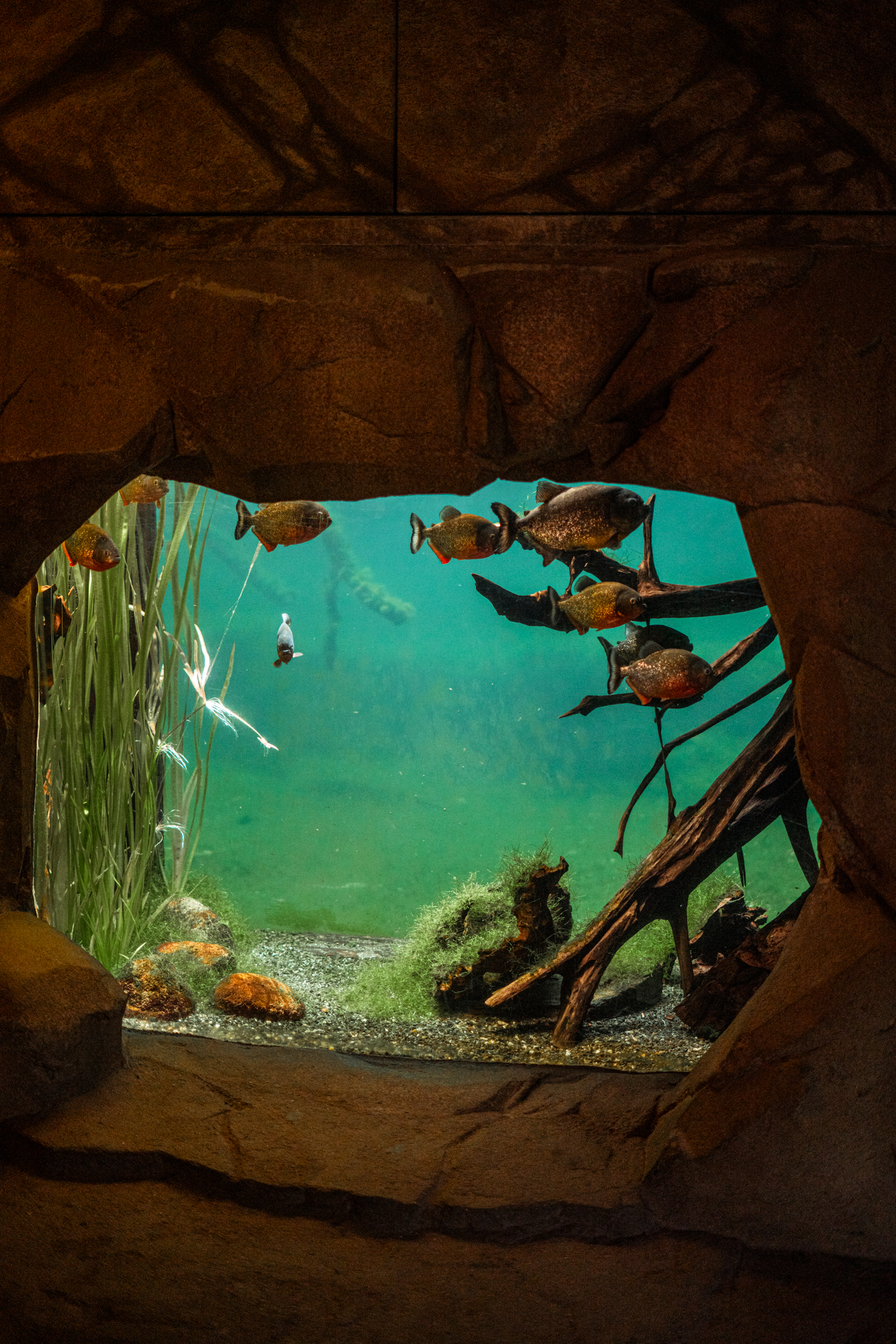 Aquarium with view into the giant otter enclosure