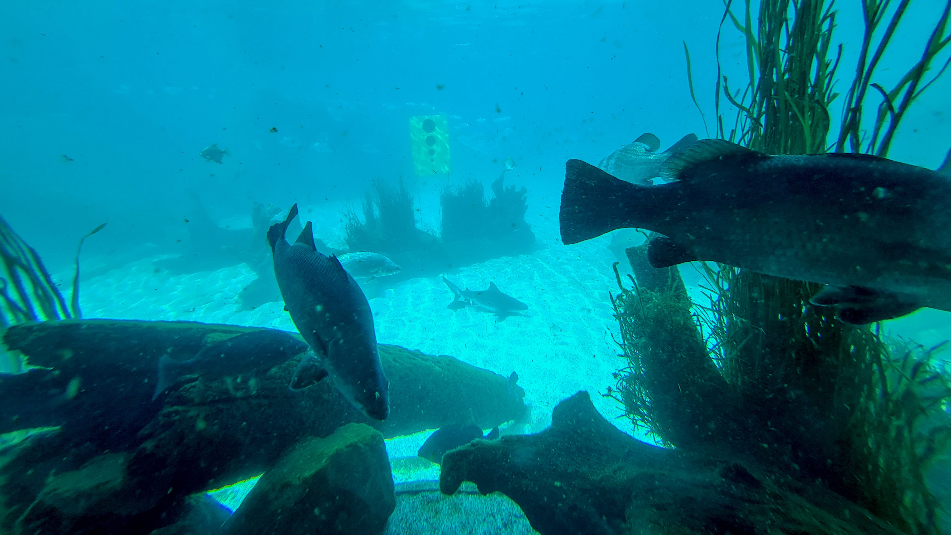 Aquarium with young Bull shark