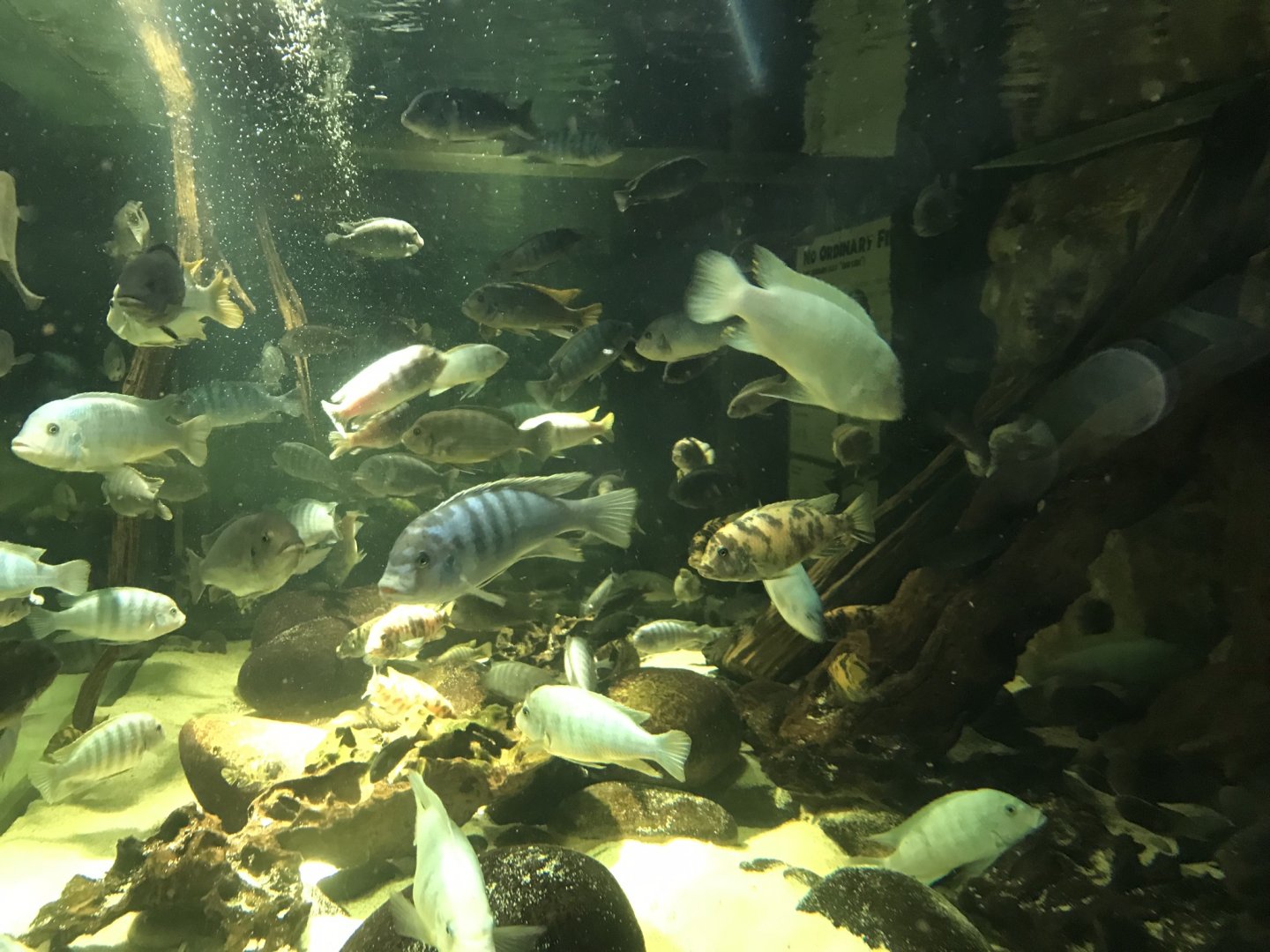 Aquarium within Heart of Africa 110519