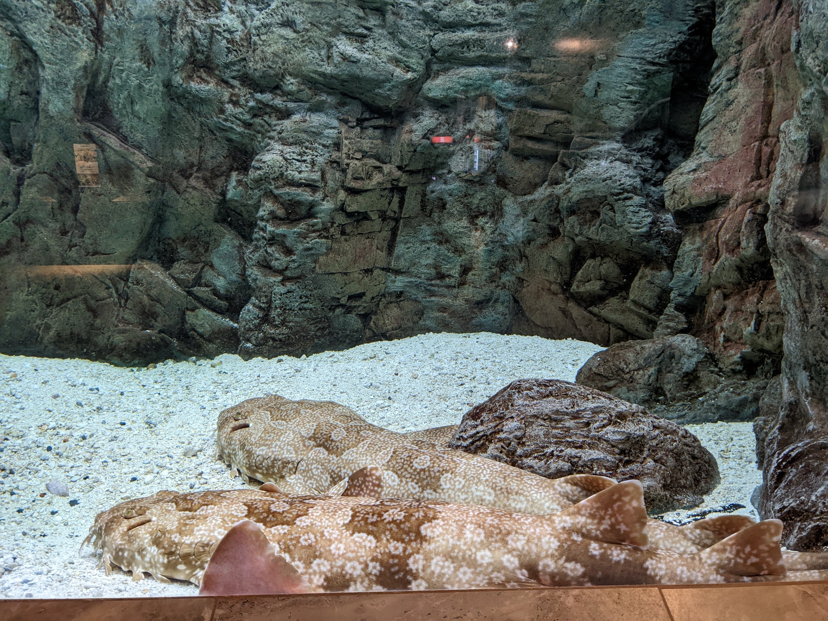 Aquarium - wobbegon