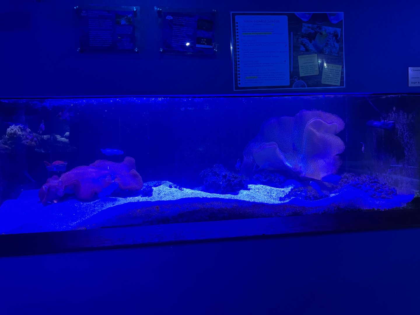 Aquarium Yellow-Headed Jawfish/Blue-Spotted Jawfish/Bangai Cardinalfish/Sea Goldie Tank