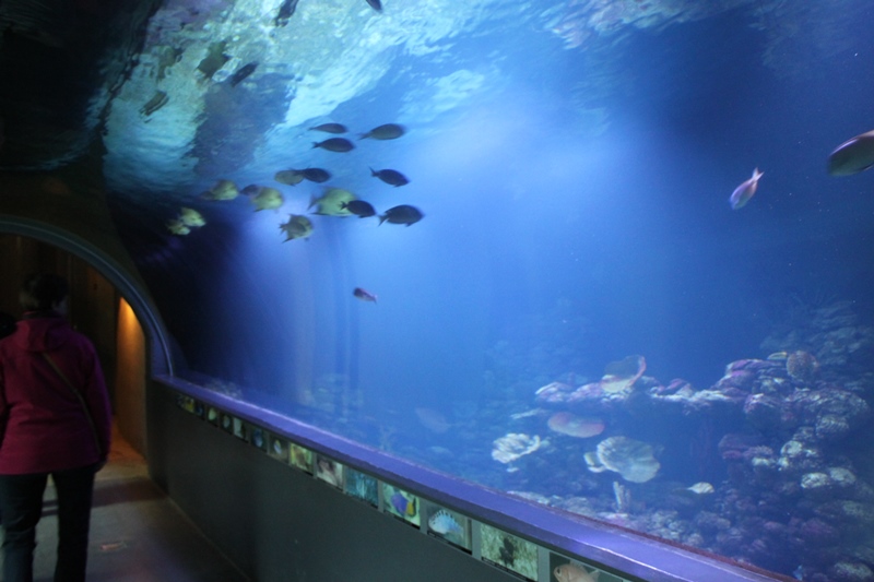 Aquarium
