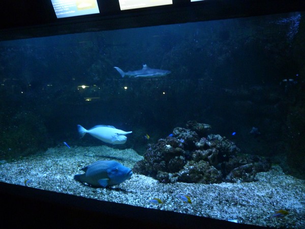 Aquarium