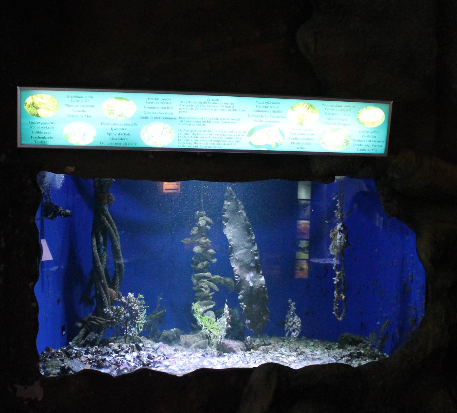 Aquarium