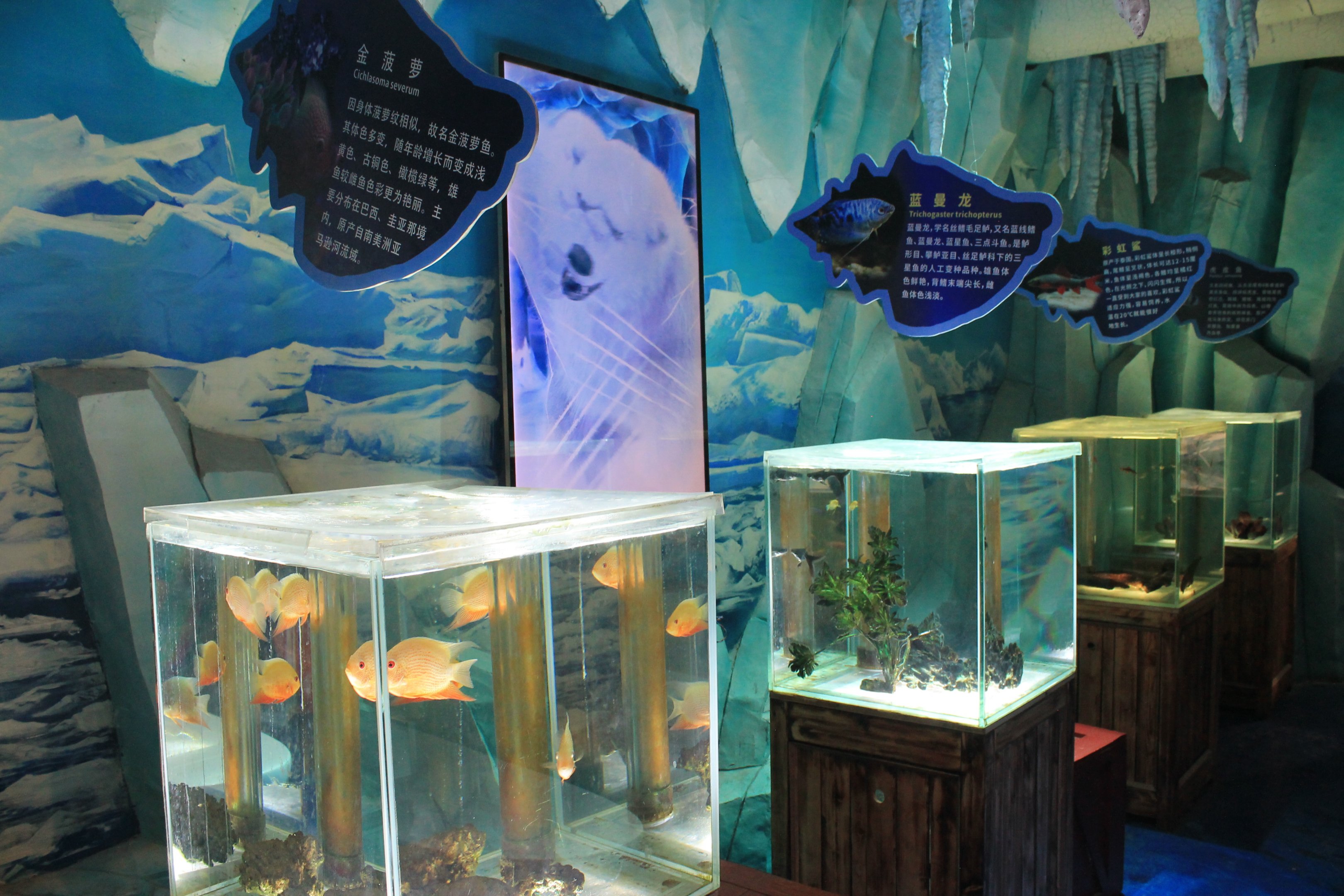 aquariums at Fantasy Aquarium, Xi'an