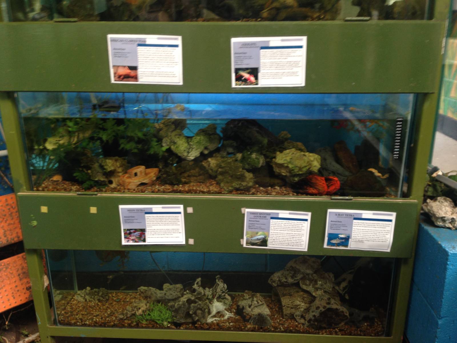 Aquariums at Ponderosa Rural Thereapeutic Centre