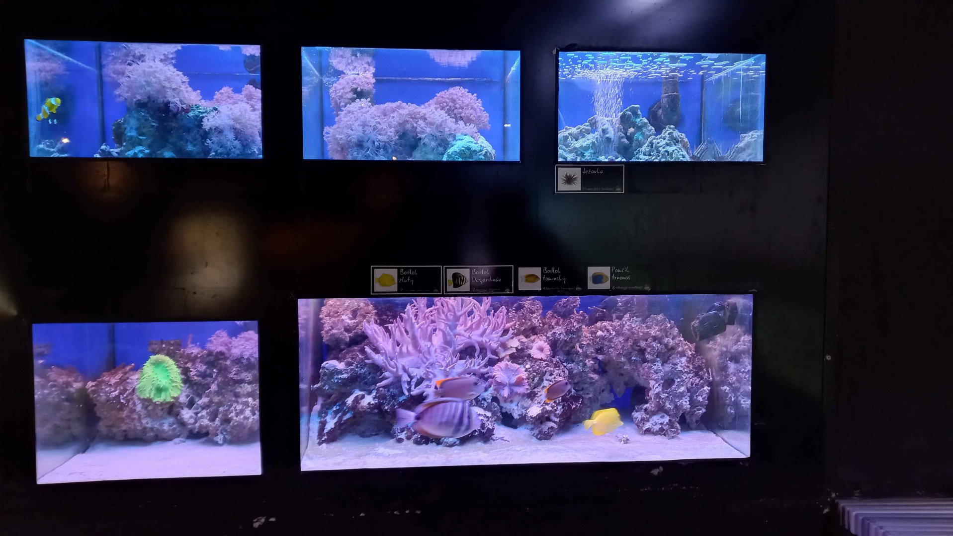 Aquariums at The Bay of rays