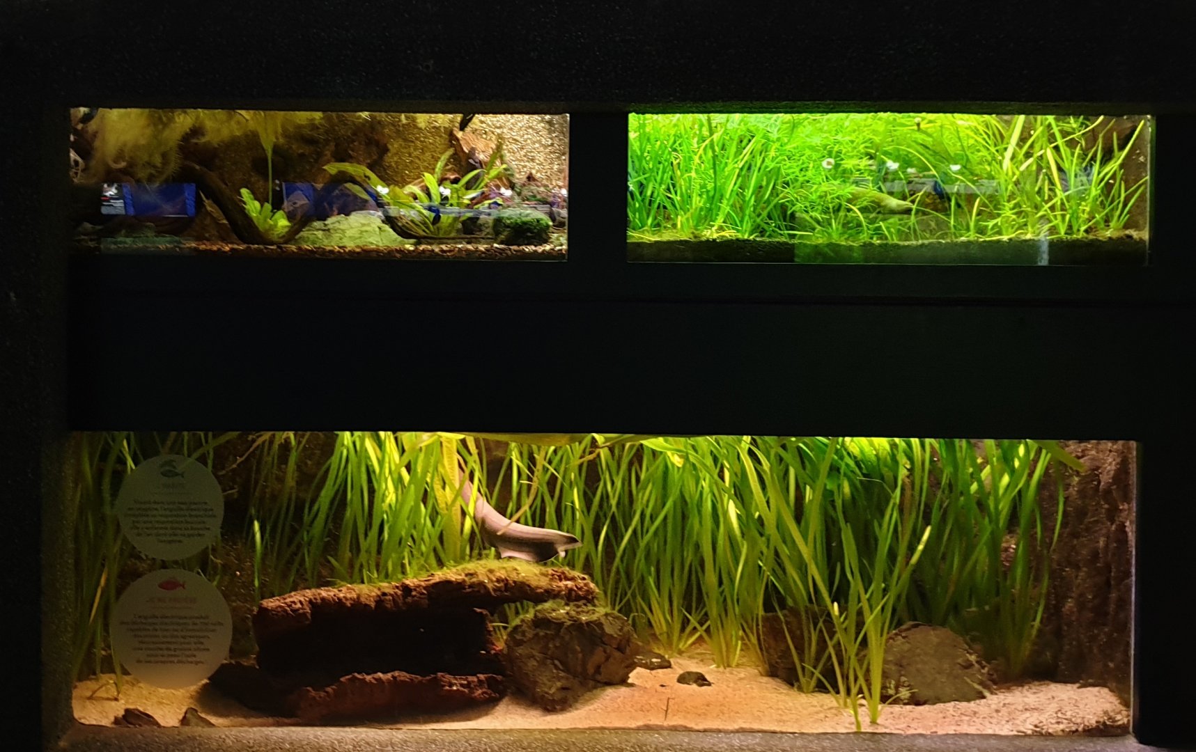 Aquariums Electric fish-species