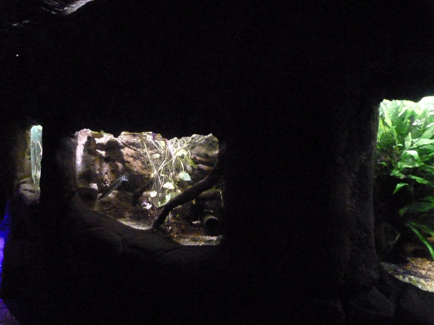 Aquariums -Faunia (2025)