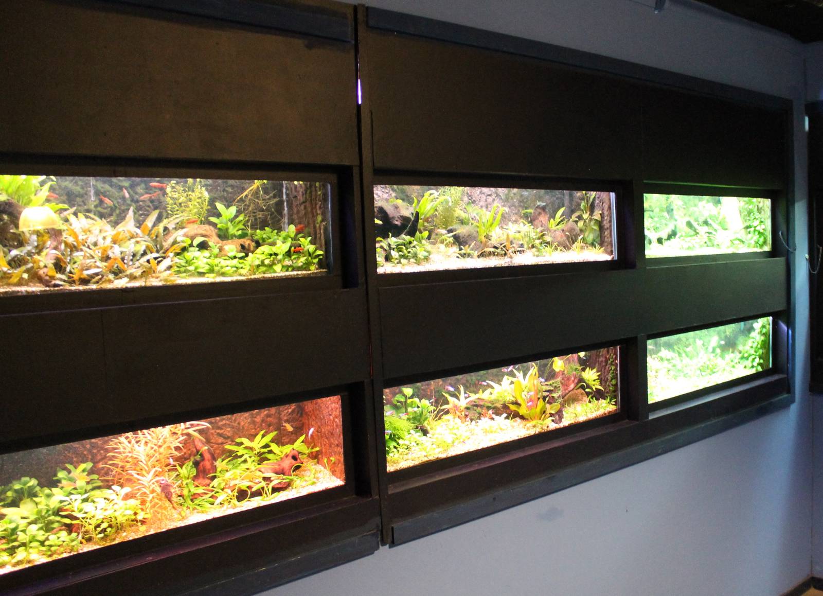 Aquariums for small fishes