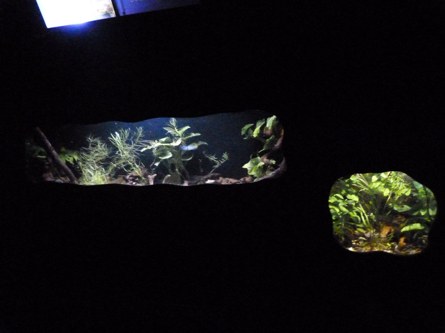 Aquariums in "Sombras silenciosas" -Faunia (2025)