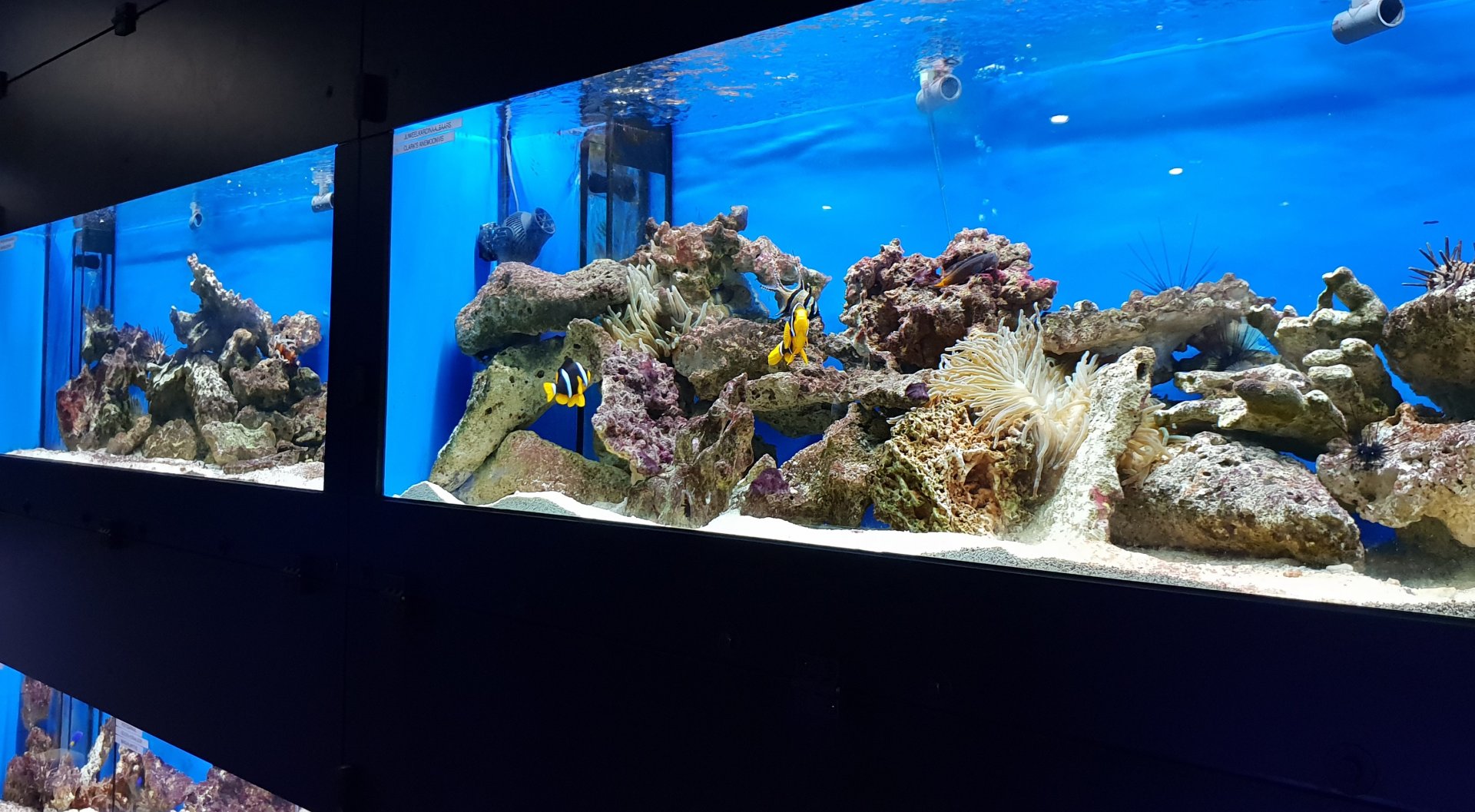 Aquariums in the Public Marine Lab