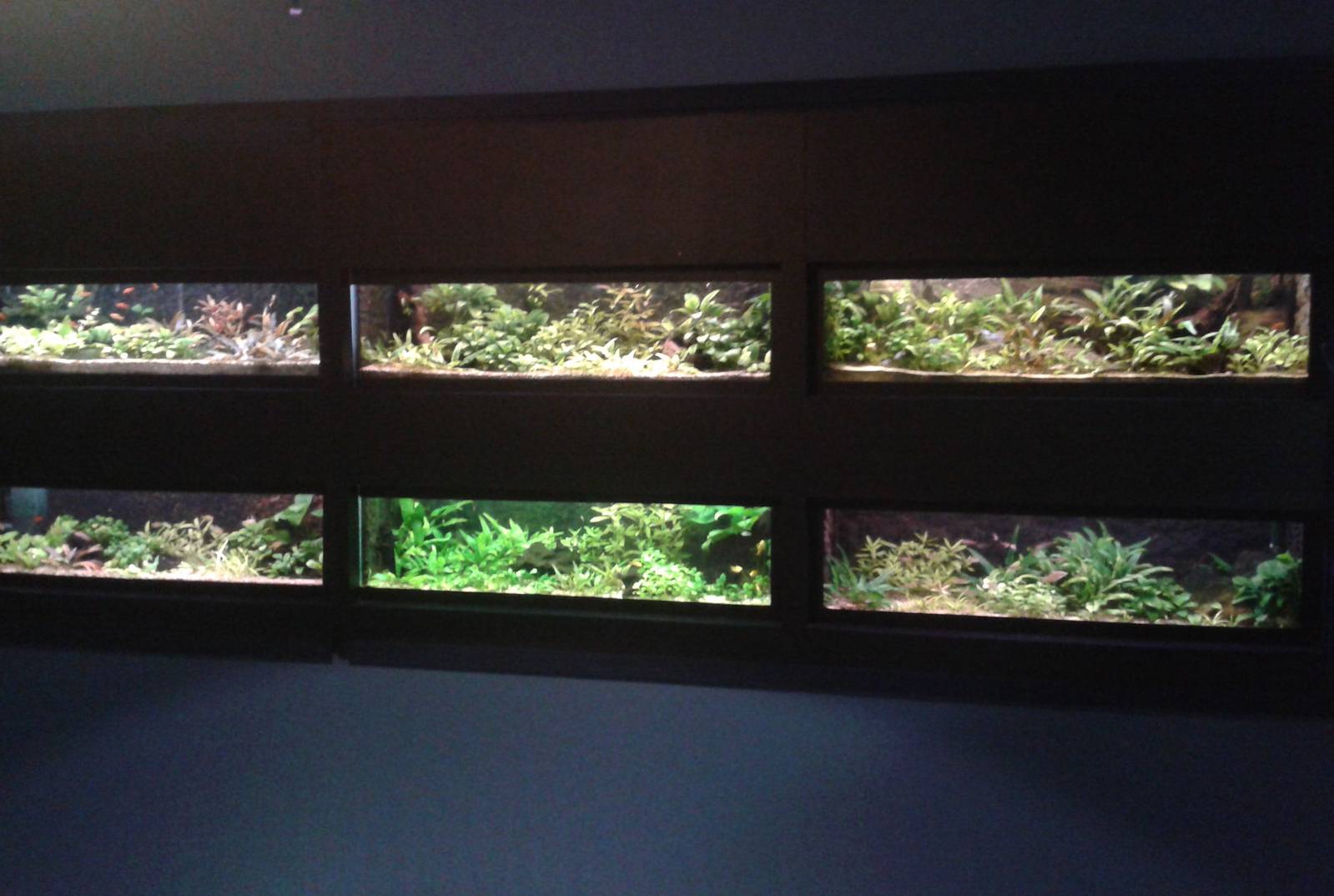 Aquariums smaller freshwater fishes