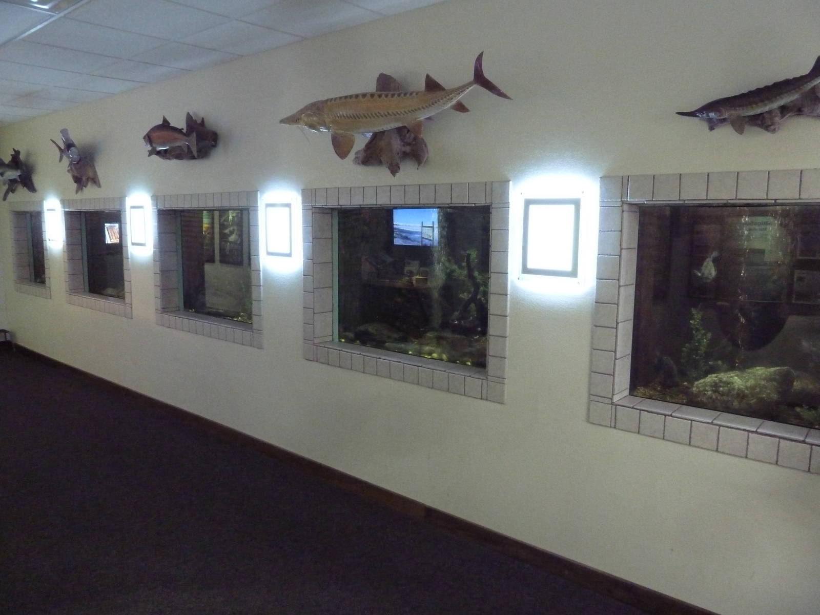 Aquariums