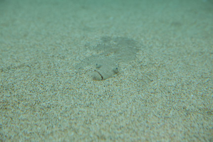 AquarOfPacific - Feb 6, 2010