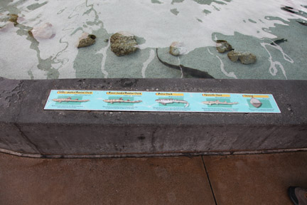 AquarOfPacific - Feb 6, 2010