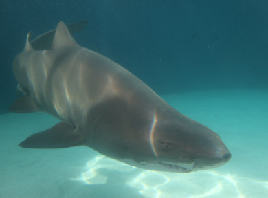 AquarOfPacific - Feb 6, 2010