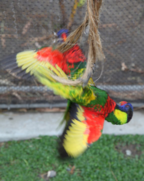 AquarOfPacific - Feb 6, 2010