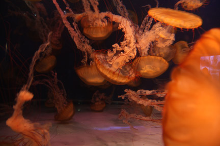 AquarOfPacific - Feb 6, 2010