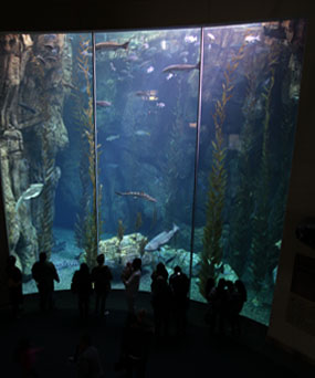 AquarOfPacific - Feb 6, 2010