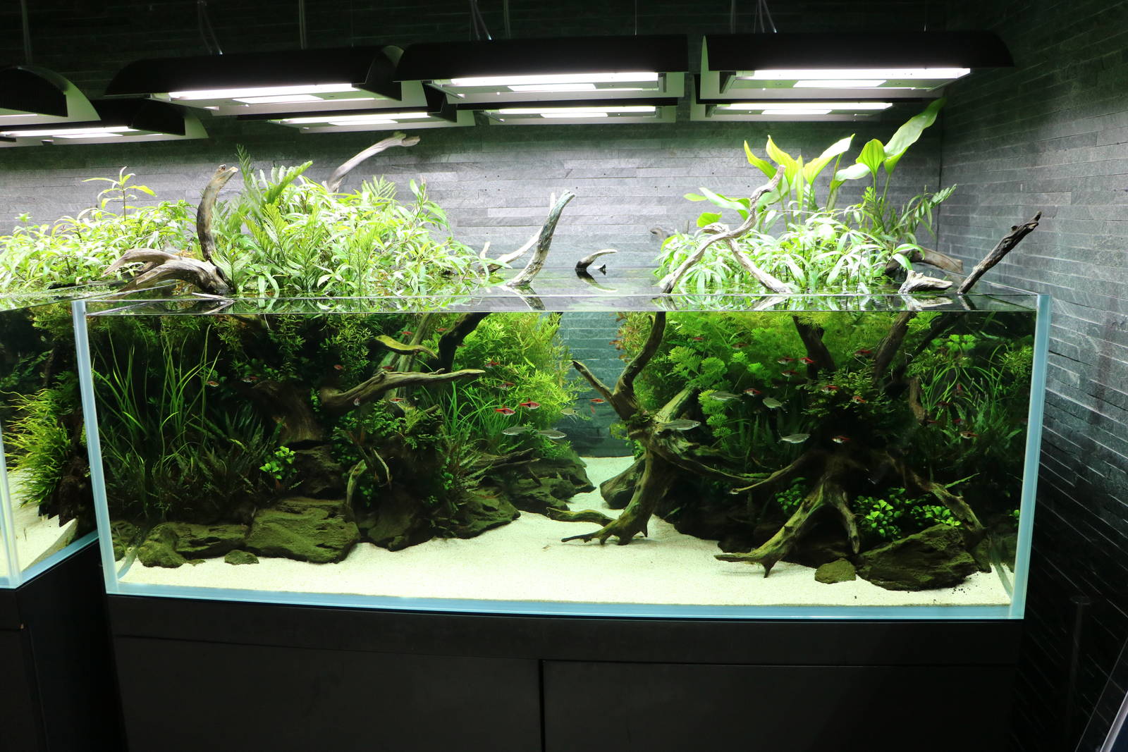 Aquascape tank - Sumida Aquarium, February 2016