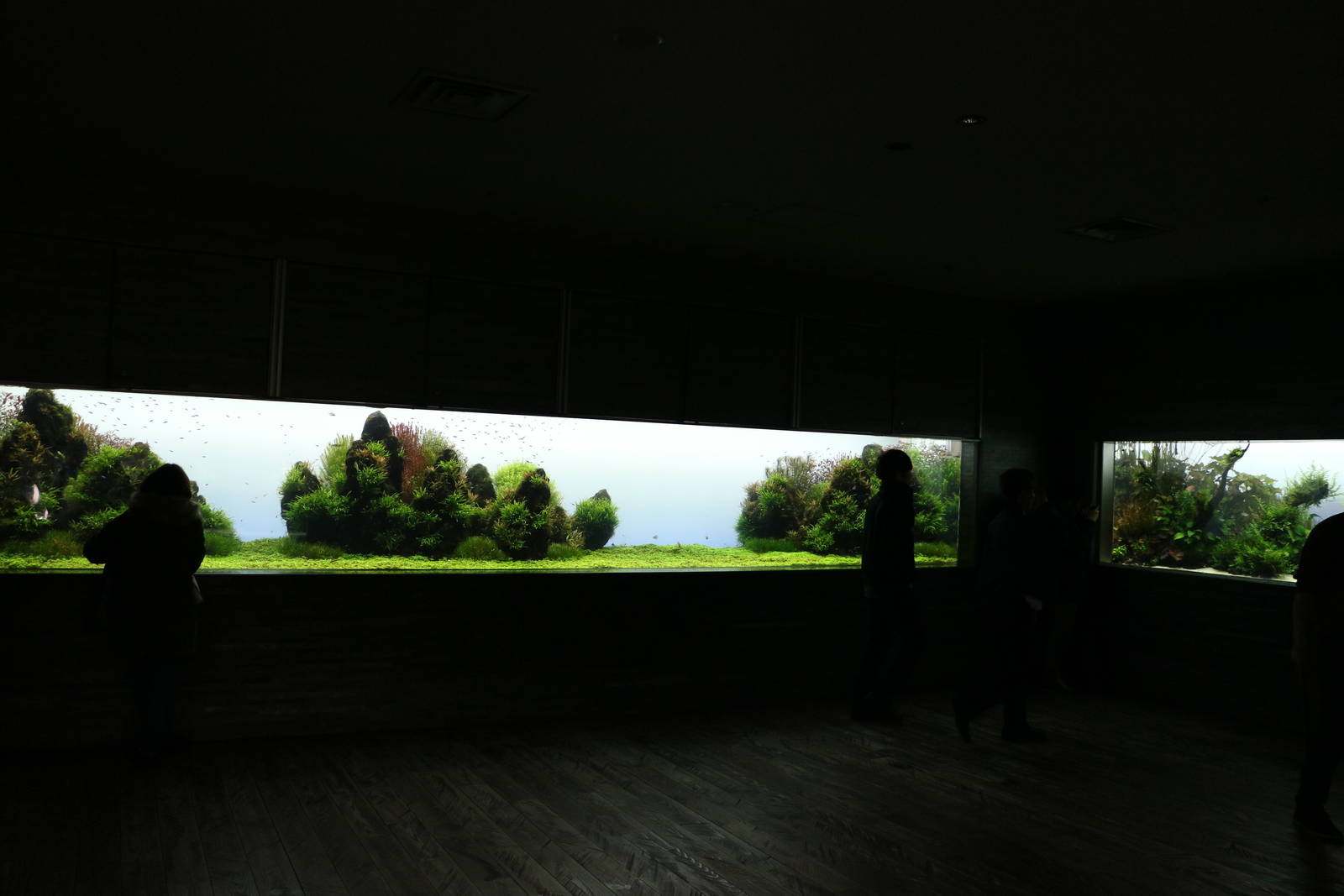 Aquascape tanks - Sumida Aquarium, February 2016