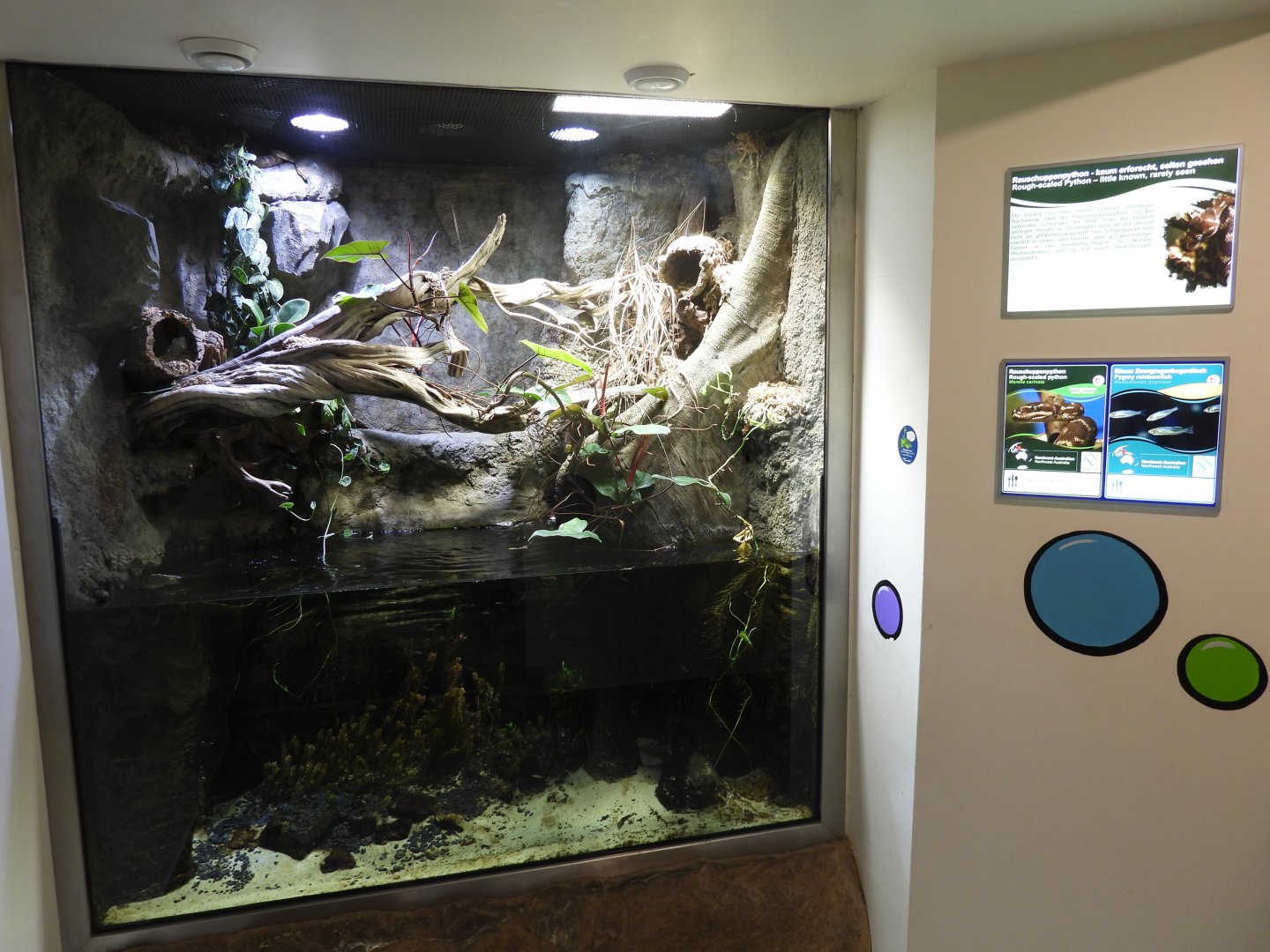 Aquaterrarium for Morelia carinata & Melanotaenia pygmaea