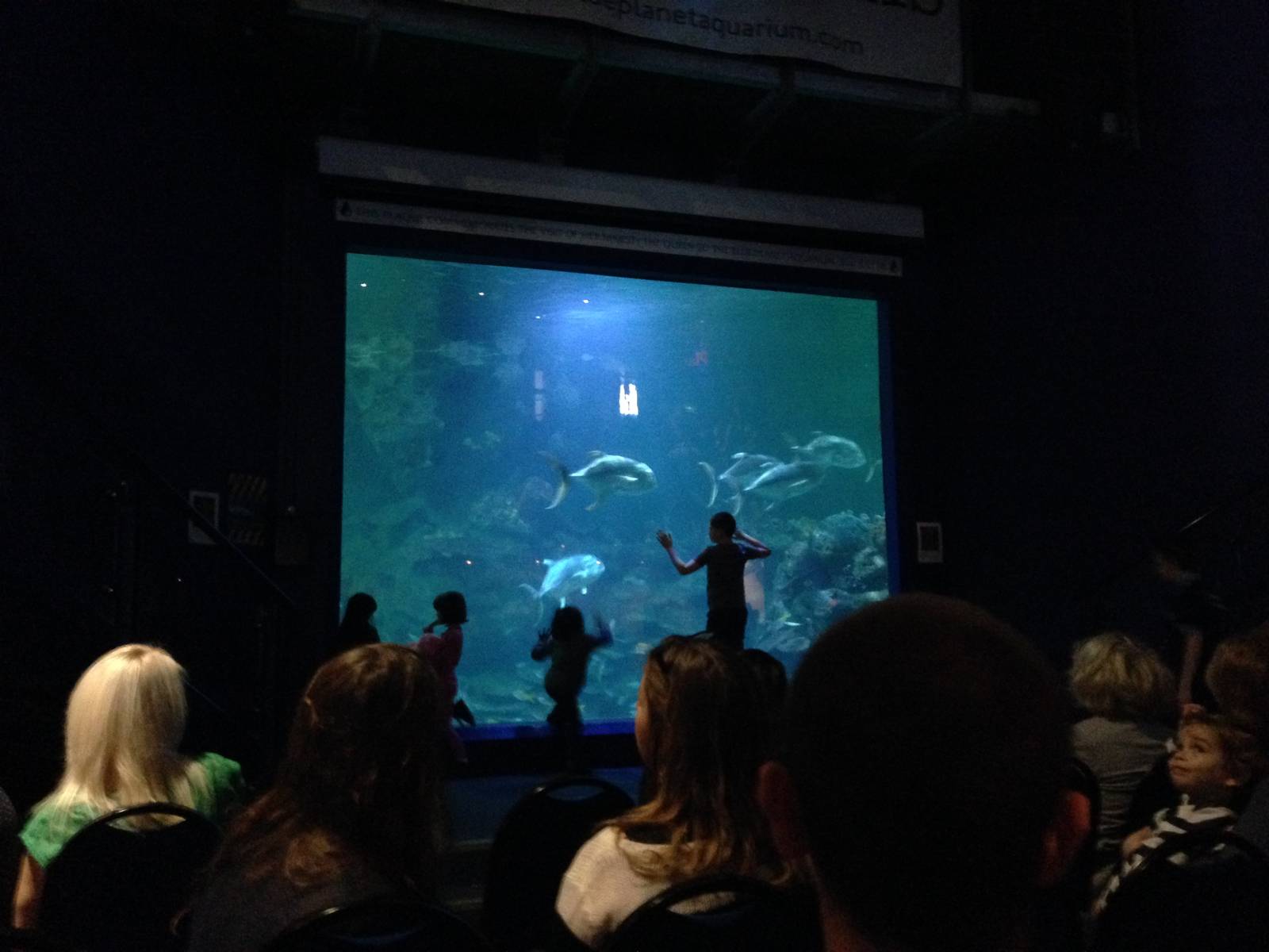 Aquatheatre at Blue Planet Aquarium - 05/10/2013