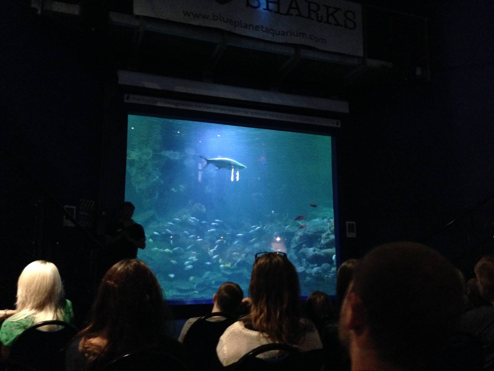 Aquatheatre at Blue Planet Aquarium - 05/10/2013