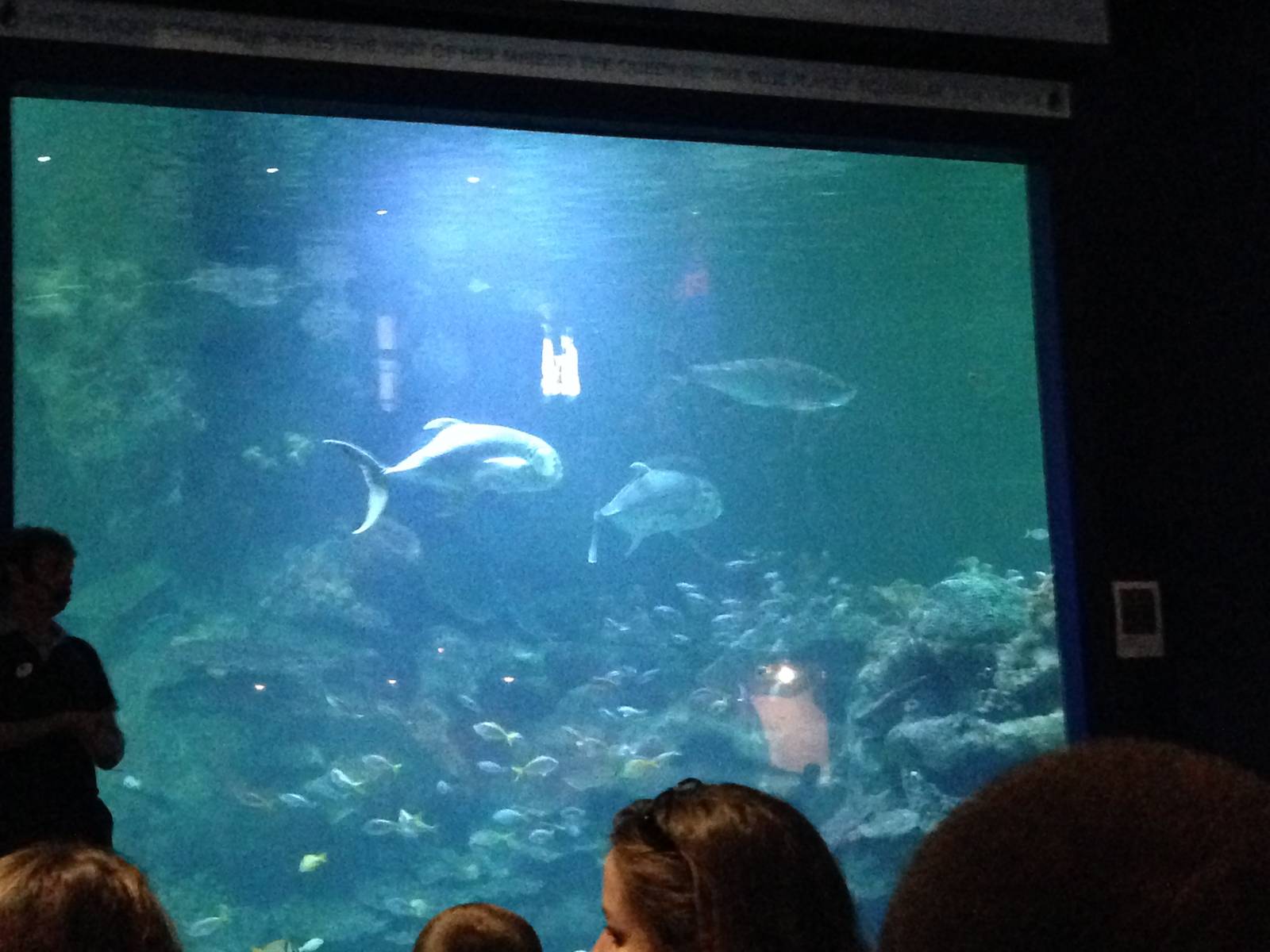 Aquatheatre at Blue Planet Aquarium - 05/10/2013