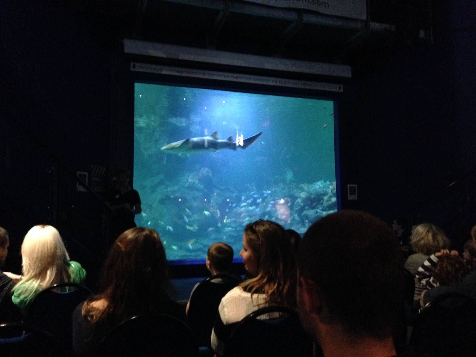 Aquatheatre at Blue Planet Aquarium - 05/10/2013