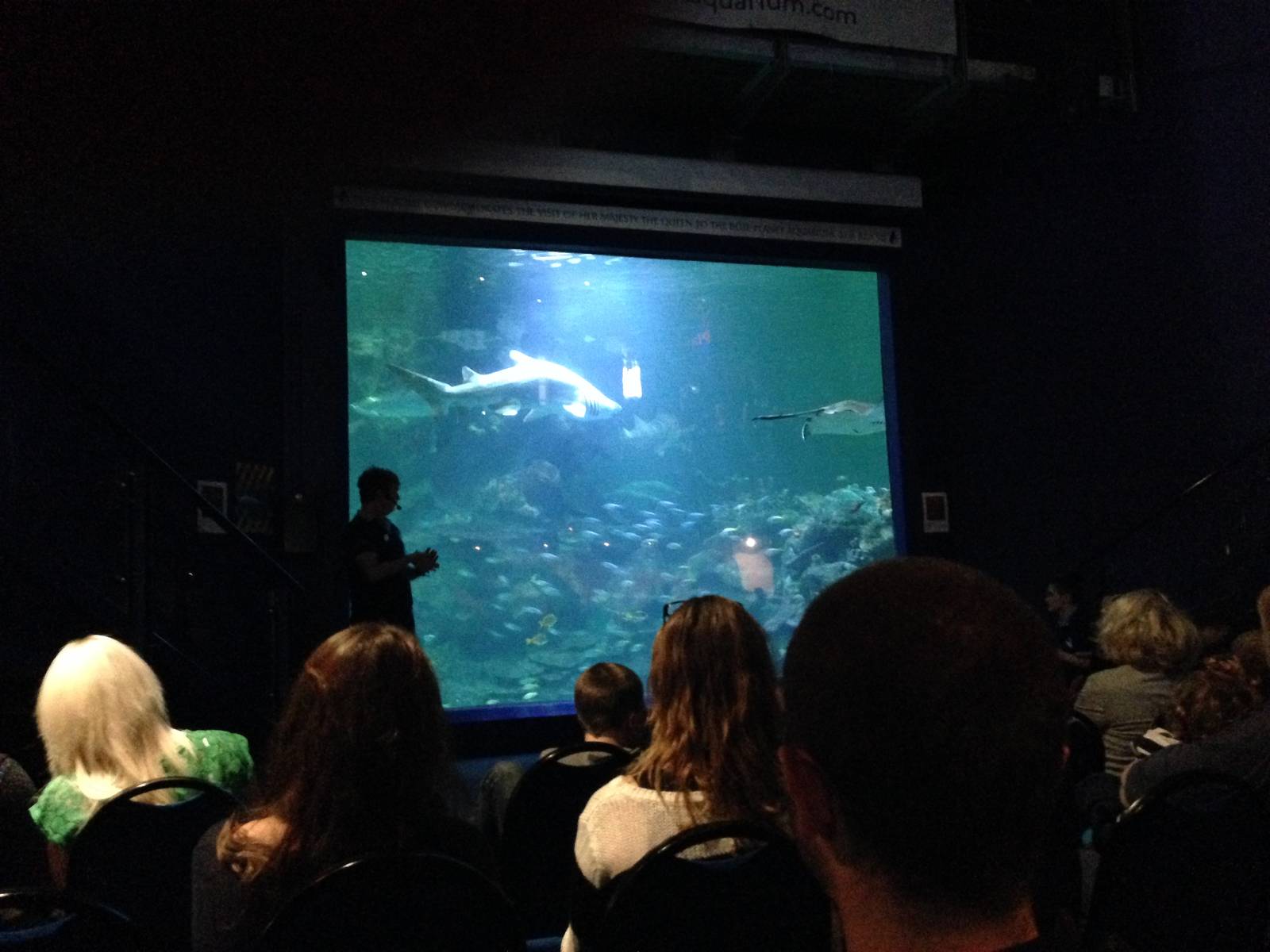 Aquatheatre at Blue Planet Aquarium - 05/10/2013