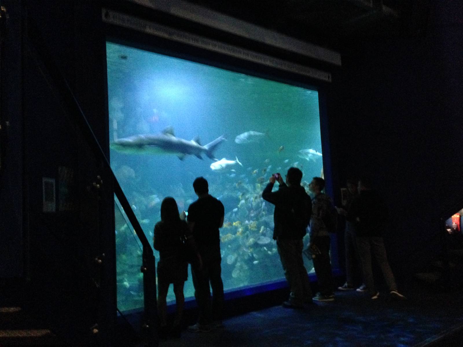 Aquatheatre at Blue Planet Aquarium - 05/10/2013