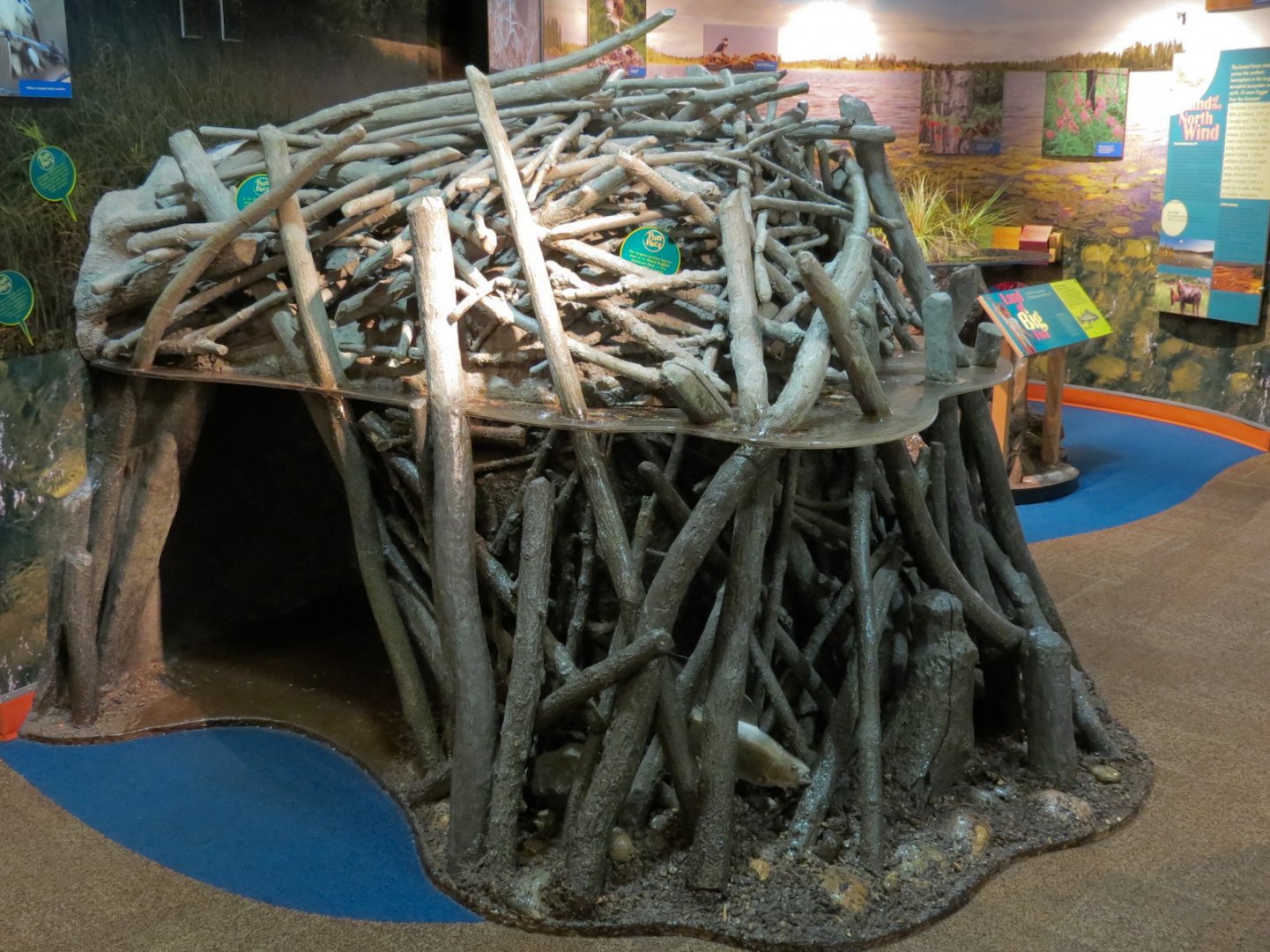 Aquatic Alberta Gallery