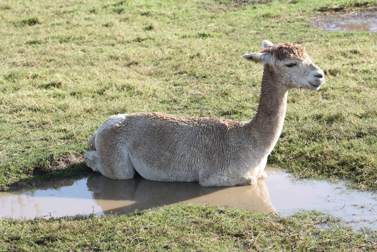 Aquatic Alpaca, 16th October 2014