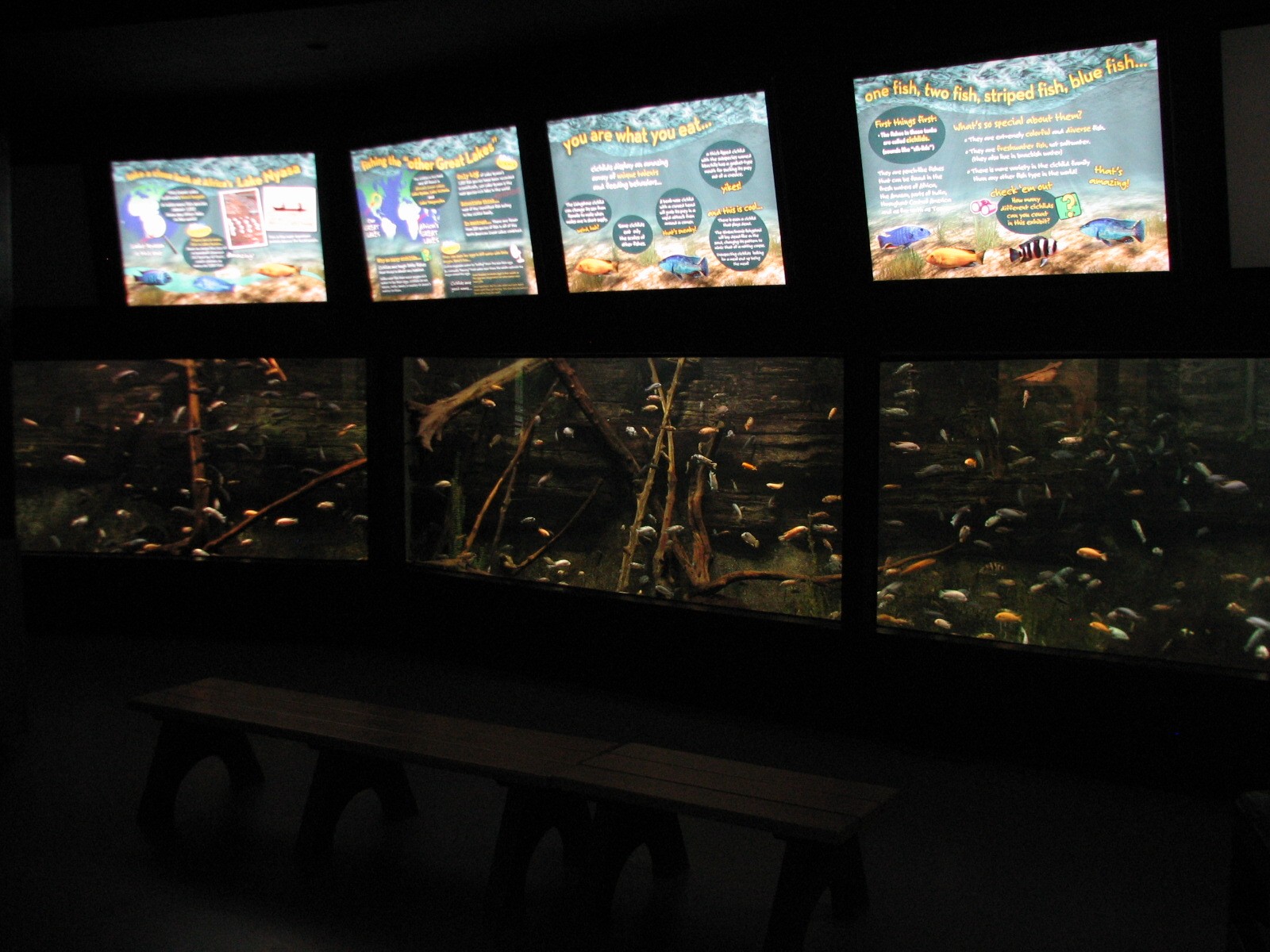 Aquatic and Reptile Center - African Lake Cichlid Exhibit