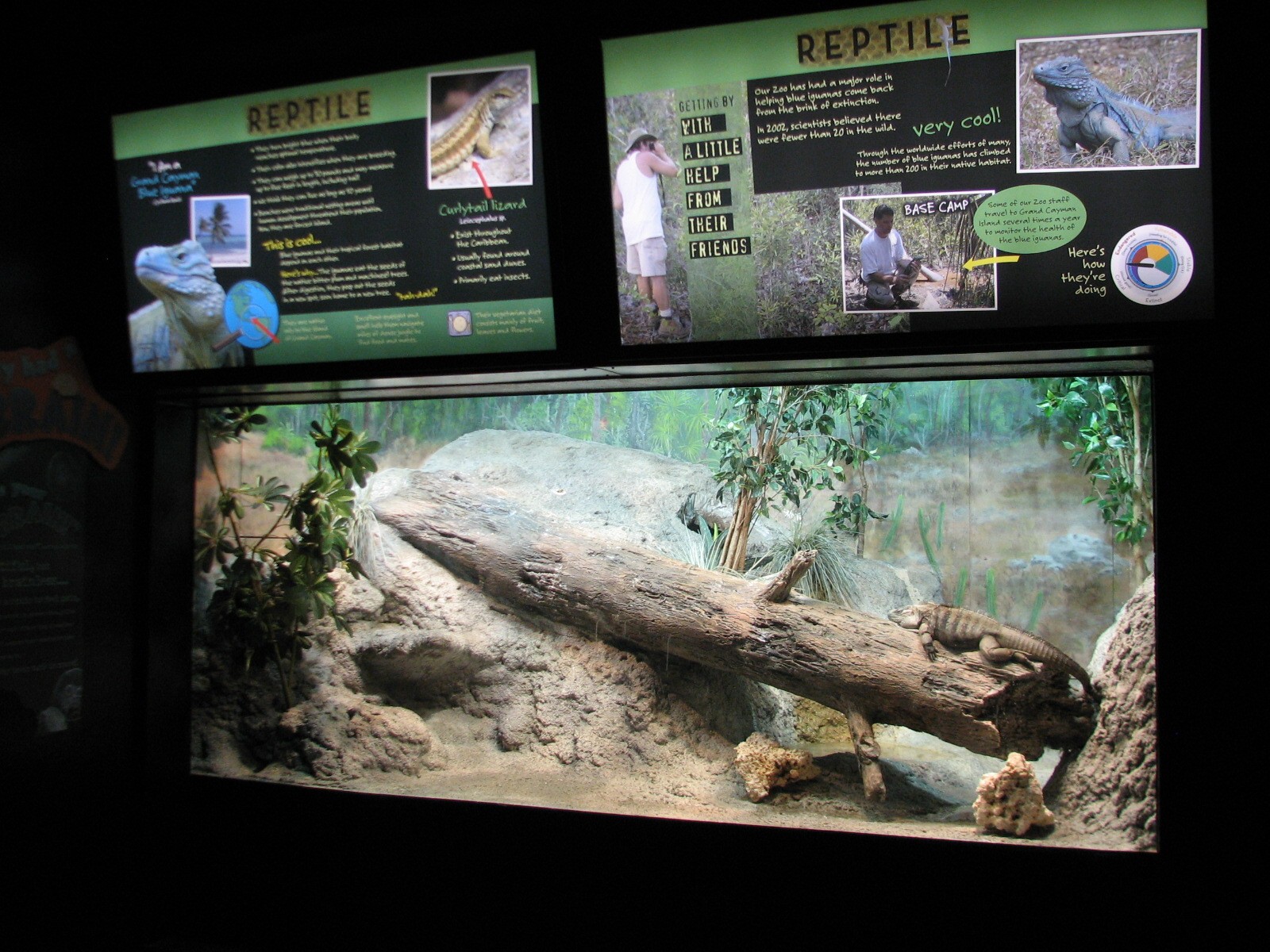 Aquatic and Reptile Center - Grand Cayman Blue Iguana Exhibit