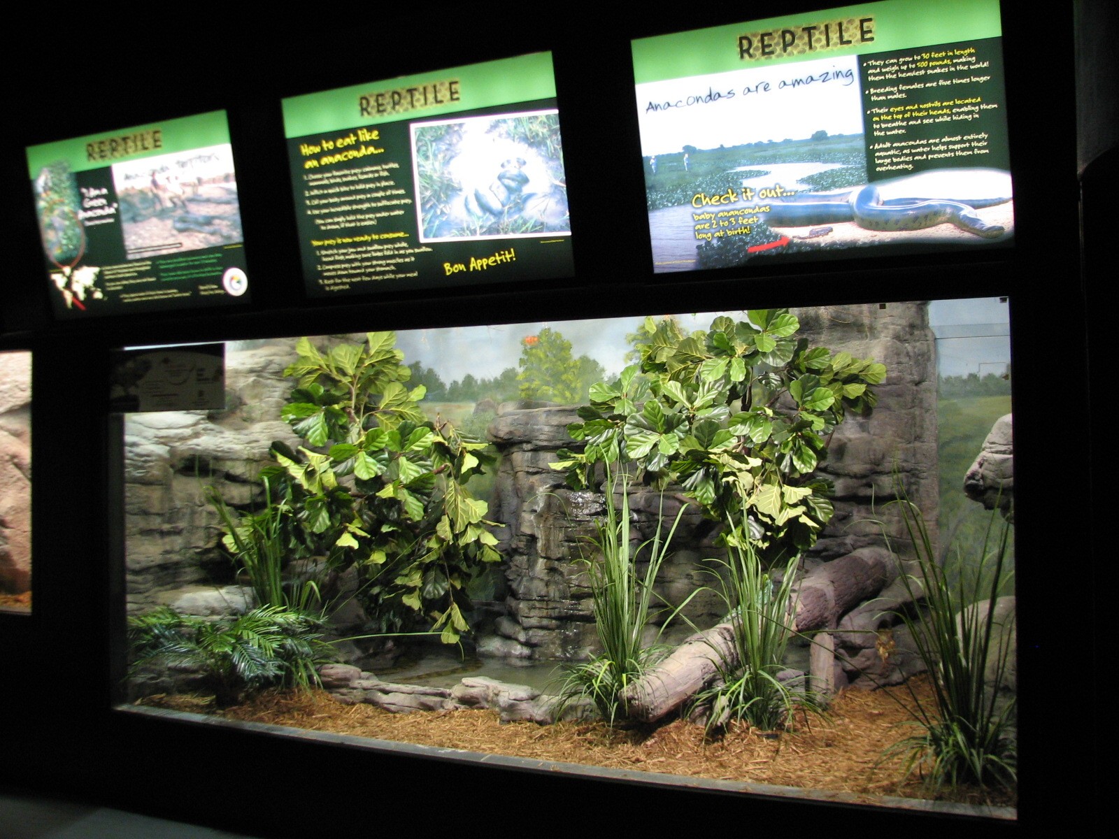 Aquatic and Reptile Center - Green Anaconda and Green Crested Basilisk Exhi