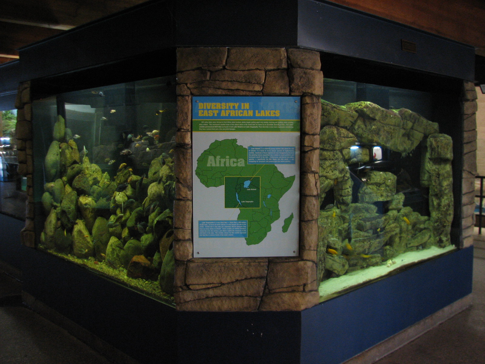 Aquatic Animals Building - African Lake Fish Exhibit