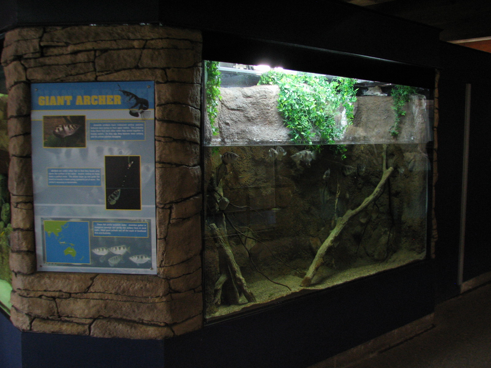 Aquatic Animals Building - Archerfish Exhibit