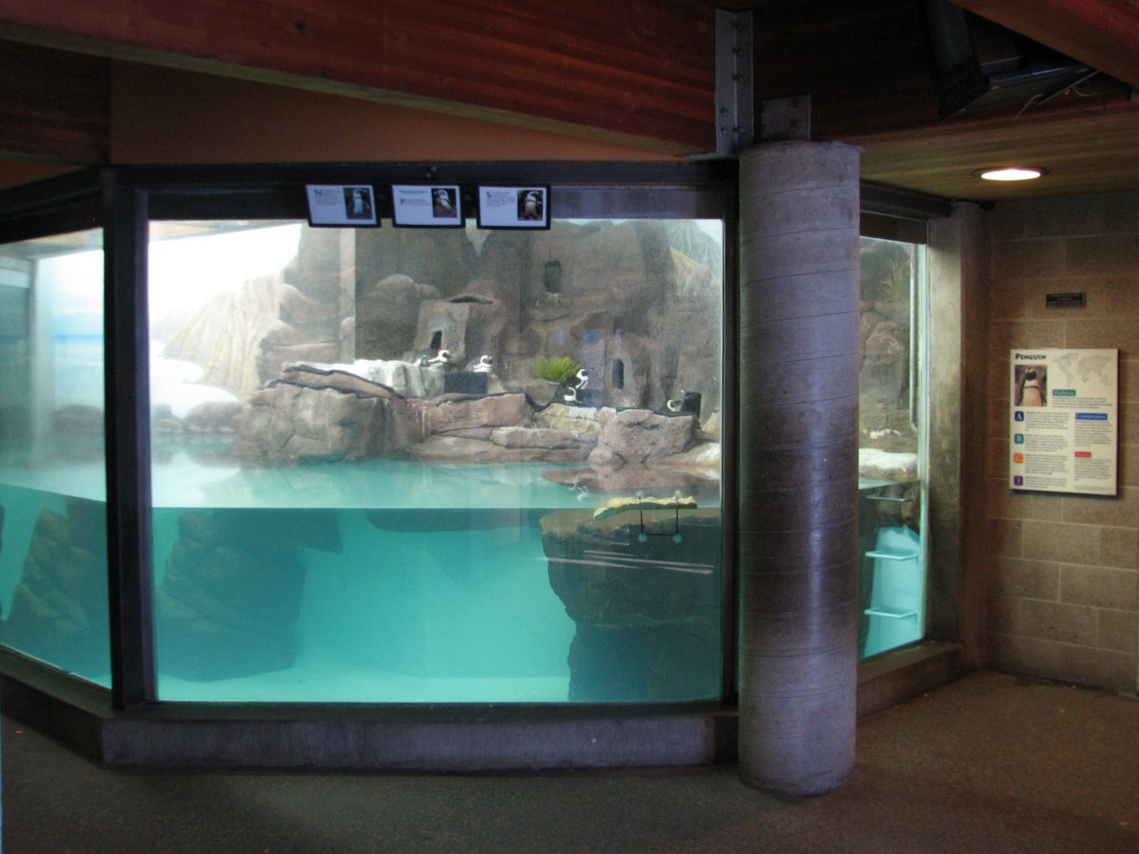 Aquatic Animals Building - Black-footed Penguin Exhibit