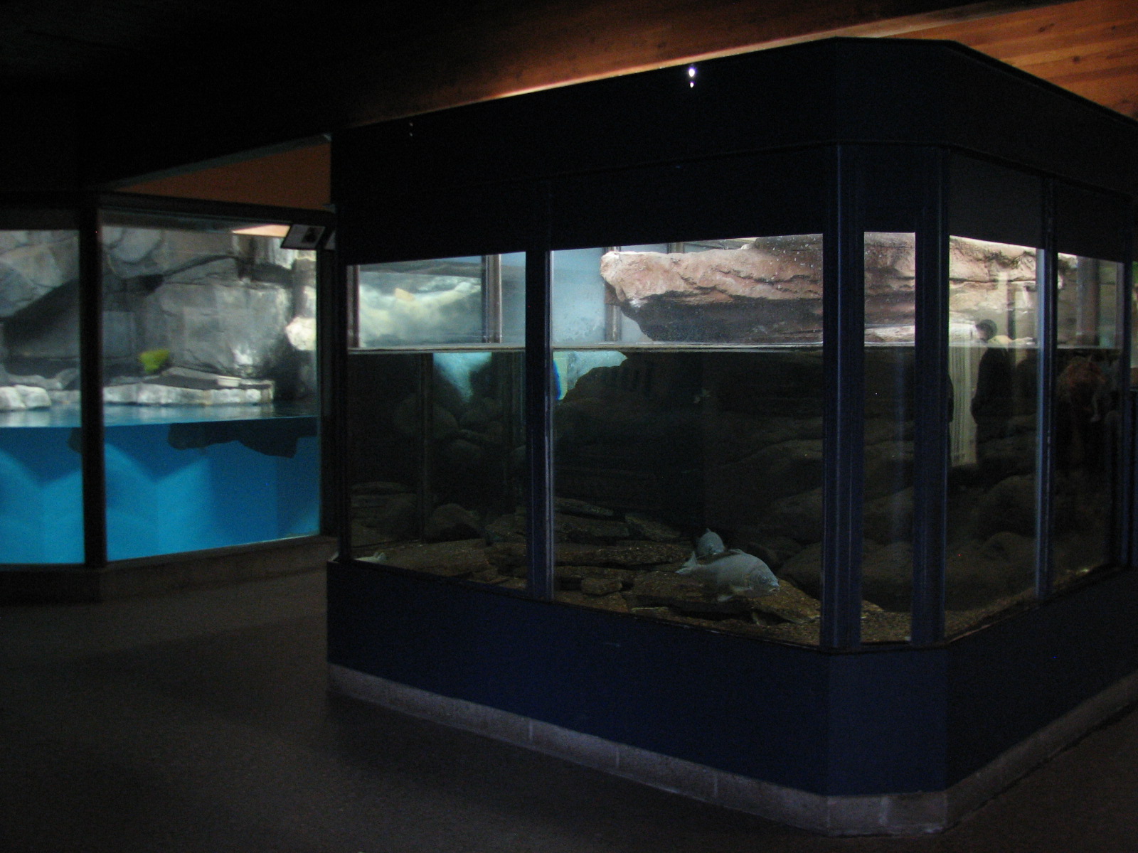 Aquatic Animals Building - Fish Exhibit