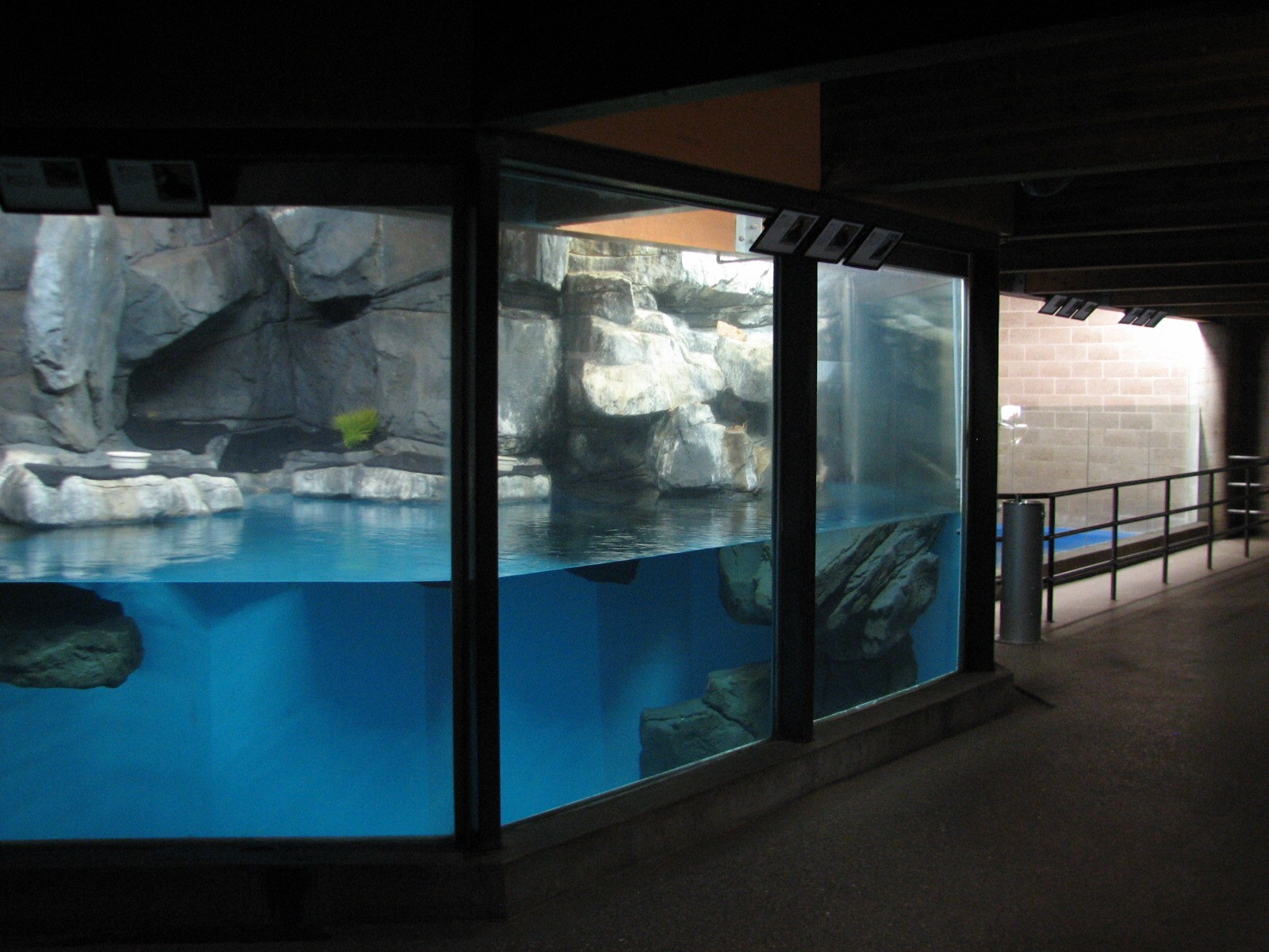 Aquatic Animals Building - Tufted Puffin Exhibit