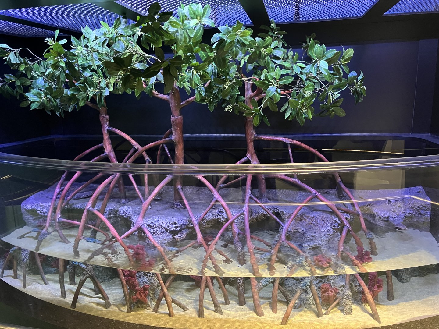 Aquatic Animals - Future Mangrove Tank