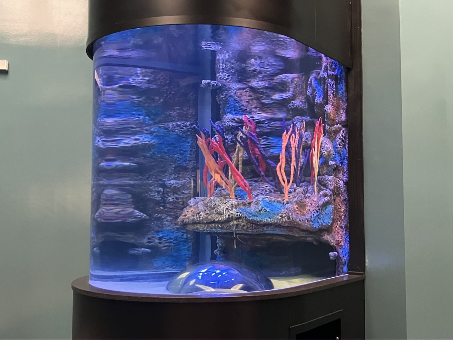 Aquatic Animals - Future Tank