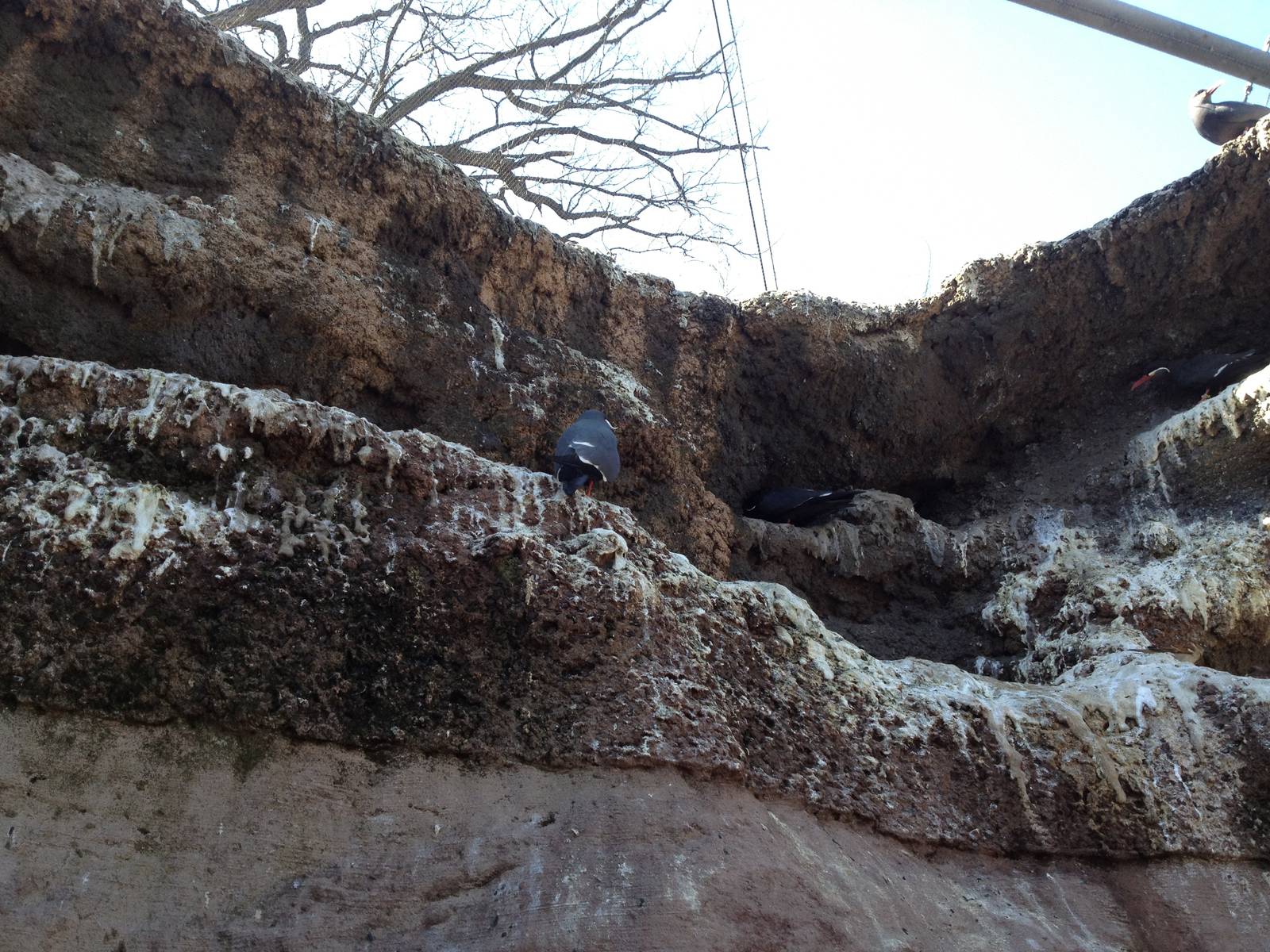 Aquatic Bird Aviary - Incan Terns