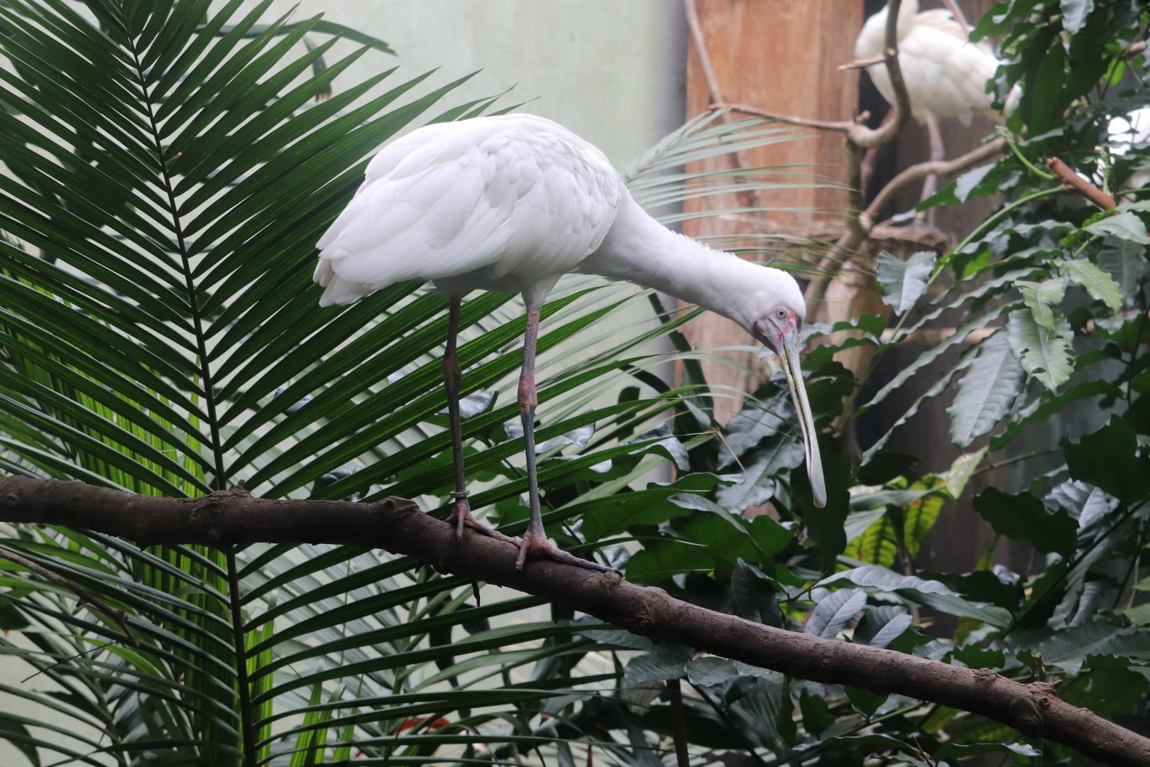 Aquatic Bird House - African Spoonbill