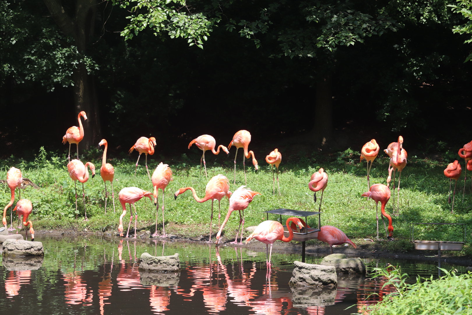 Aquatic Bird House - American Flamingo